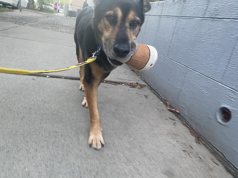 Good walking accessory