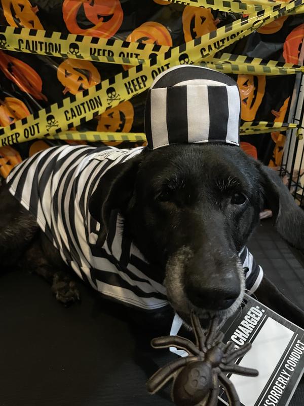 enjoying a spider treat!