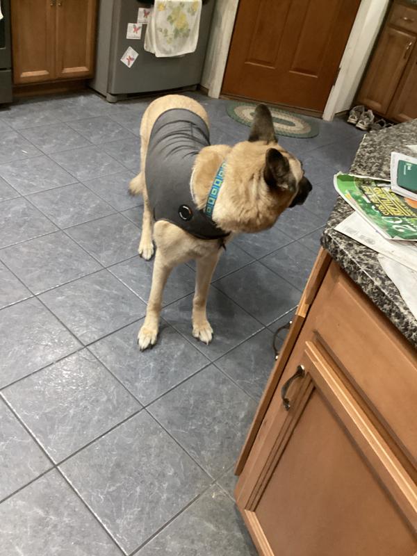 Sam modeling his ThunderShirt