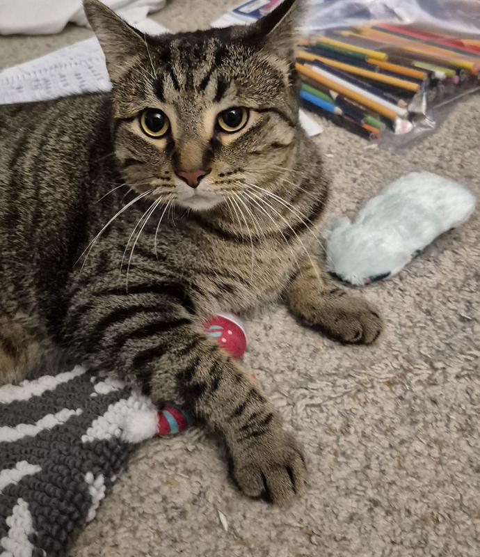 Wasbai playing with his toy elf mouse