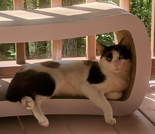 PETFUSION Jumbo Lounger Cat Scratcher Toy with Catnip reviews Chewy
