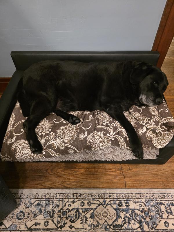 Pip enjoying his couch