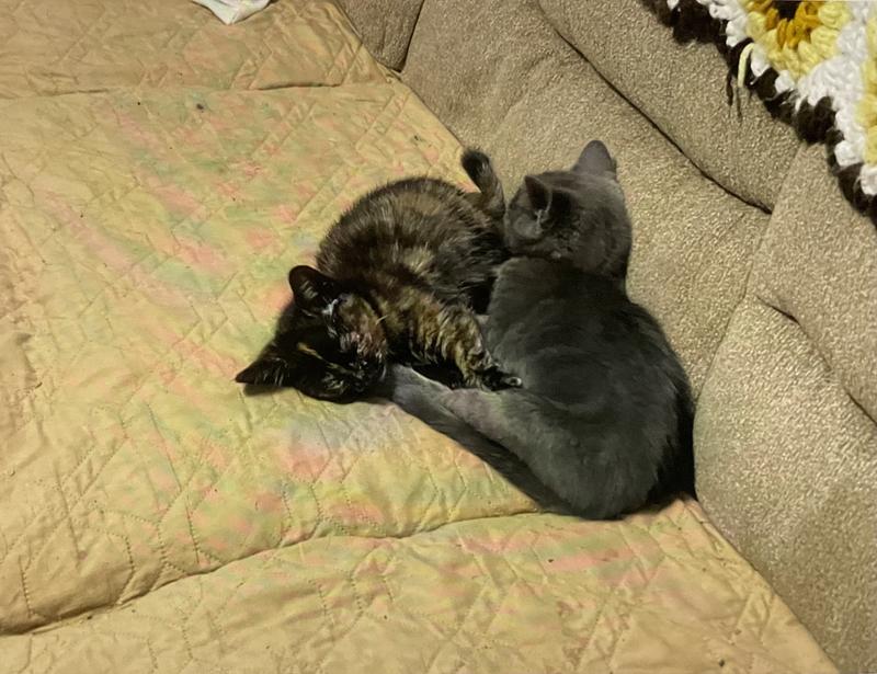 Taking a nap after playtime. Inseparable litter mates