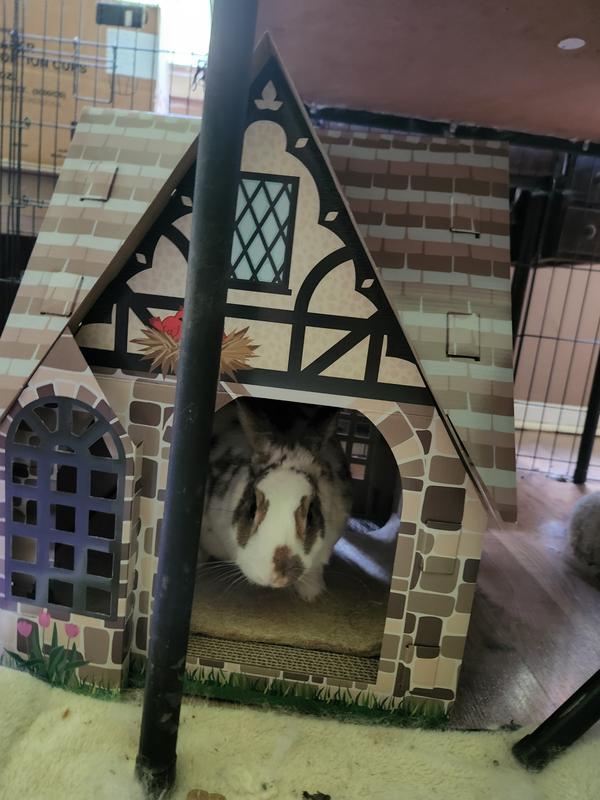 Rabbit sitting in a tudor house.