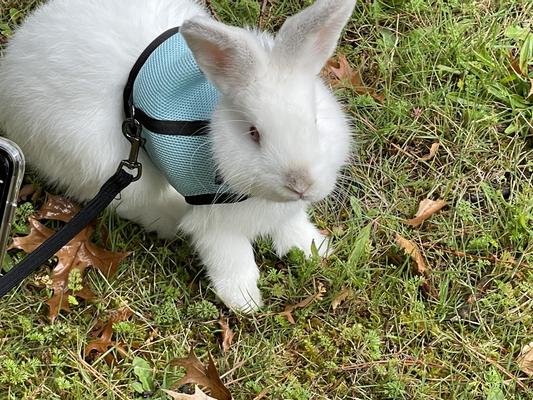 He would rather chew on these treats than on treats he finds on his walks.