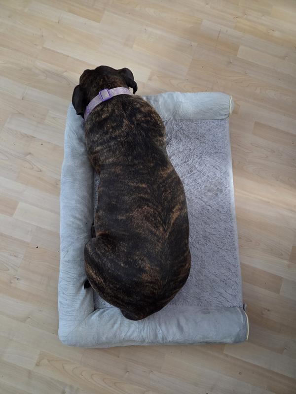 65 pounds of potato found her way onto this bed!