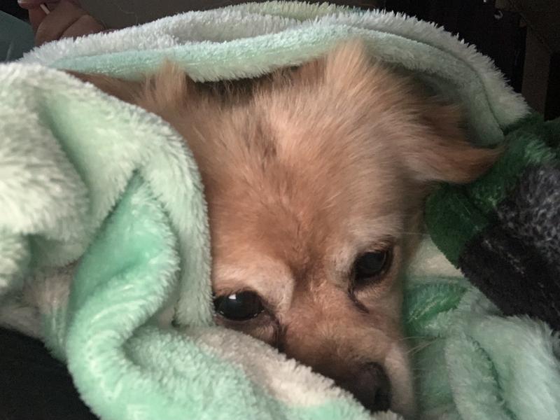 Essie after her 2nd oatmeal bath