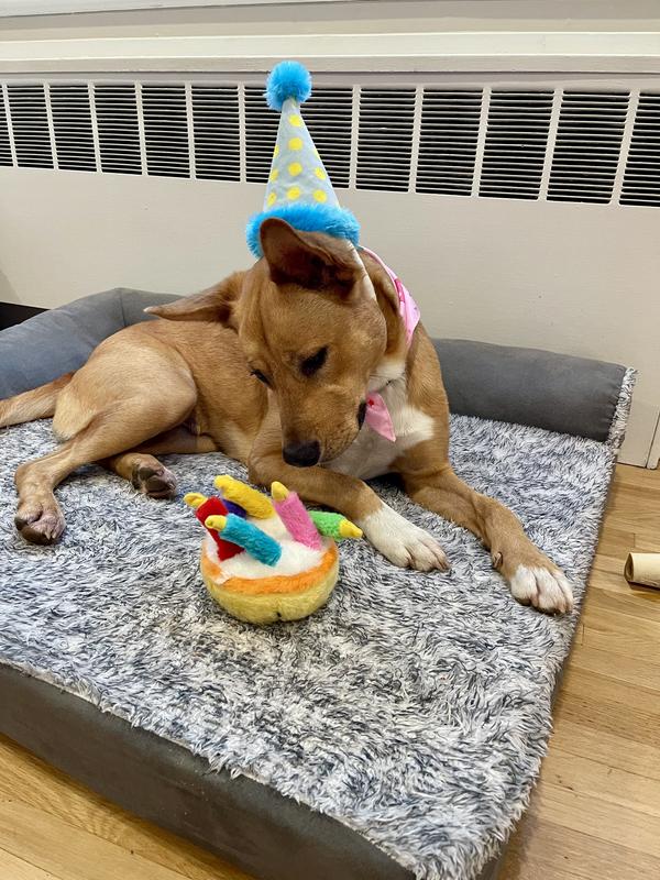 Happy Bday Pup Wearing her plushy