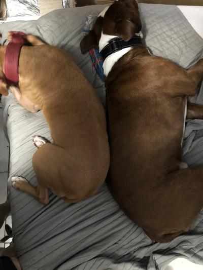 No fleas in my bed. Thanks chewy