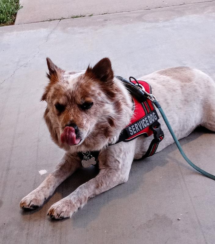 Chewy service dog clearance harness