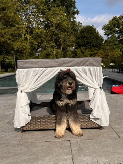 Frisco Outdoor Wicker Canopy Dog Bed