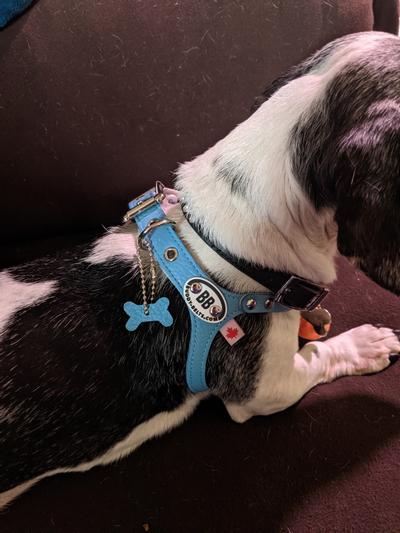 LUX BUDDY BELT DOG HARNESS