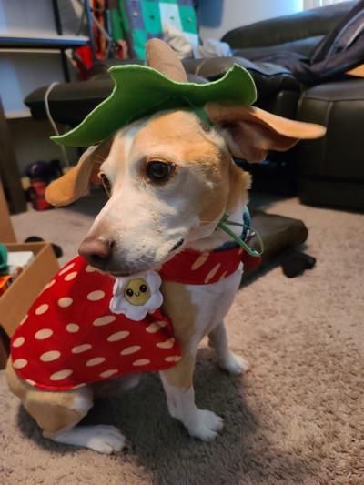 Dog strawberry costume hot sale