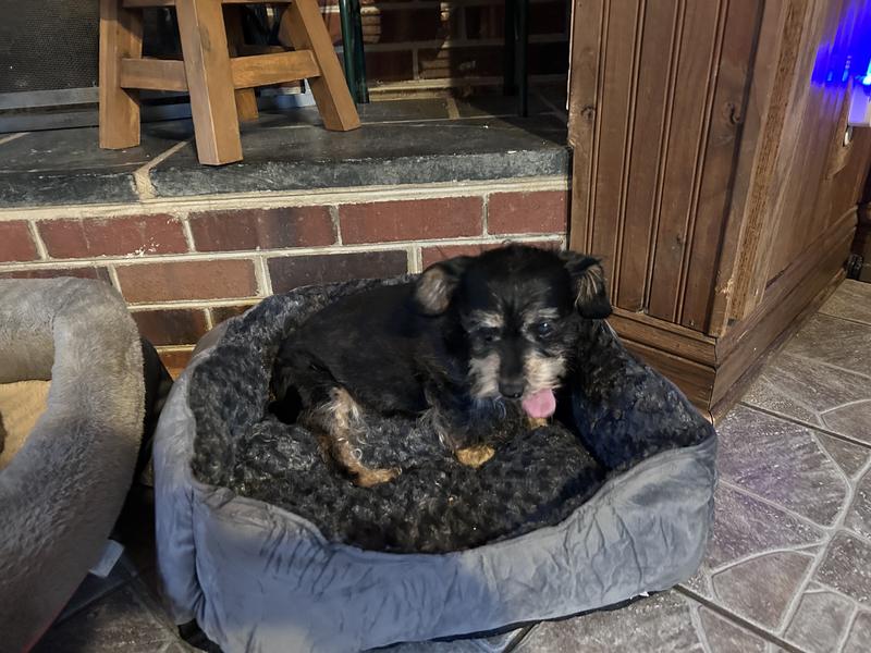 13 year old Gigi all cozy