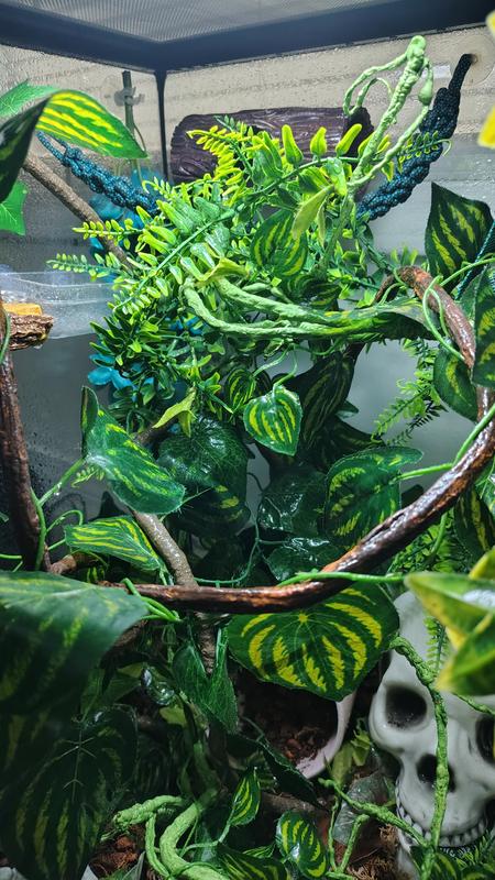 Her enclosure set up is not finished but as you can see it lights up everything! Perfect for my girl to get those rays!