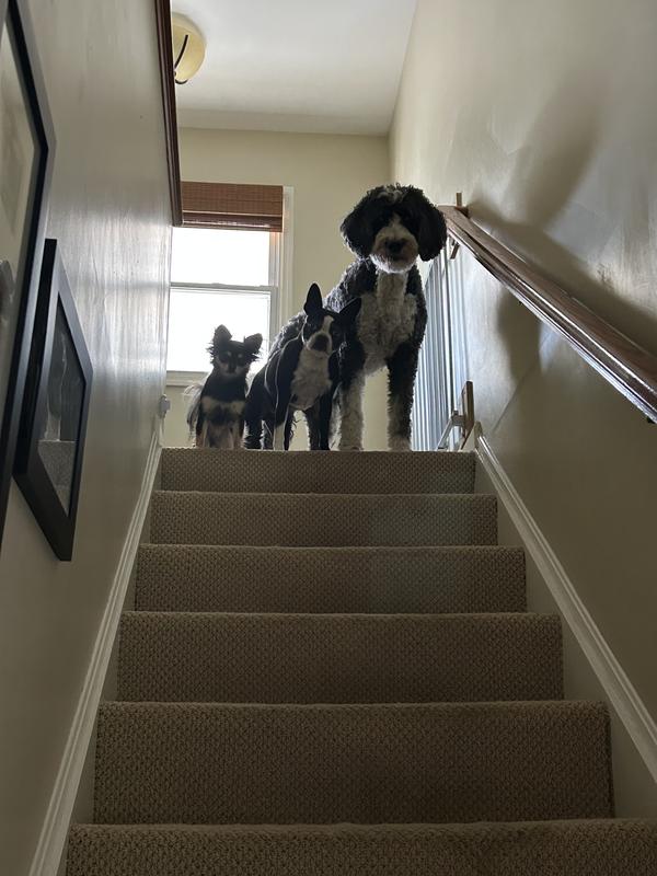 Tall, Grande, & Venti sizes