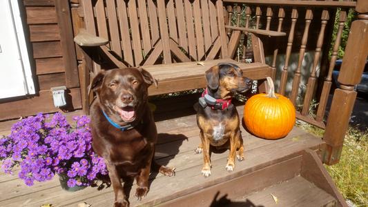 Posing for their Halloween picture, with a liver treat as the incentive