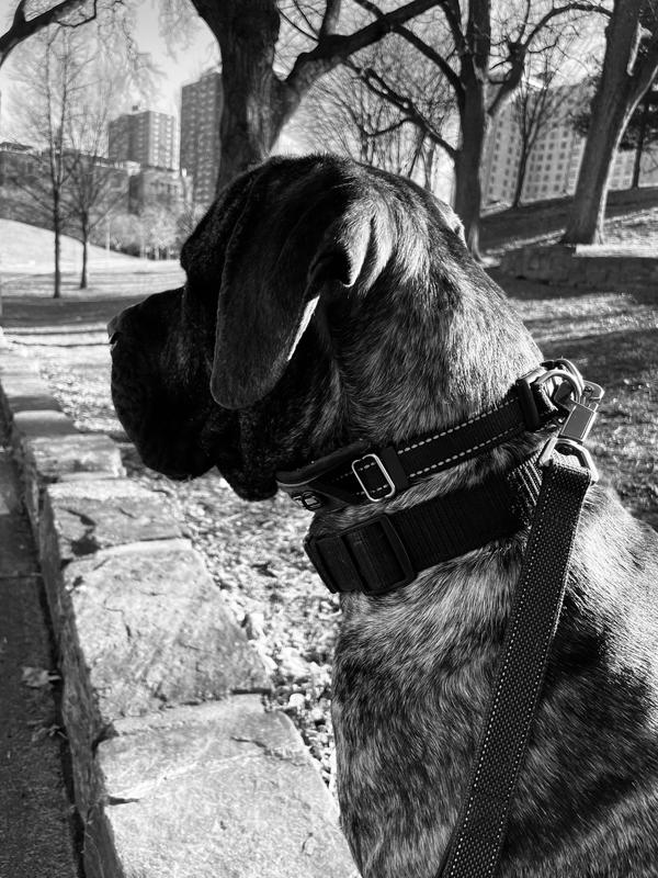 Such a big squooshy boy,love love loving him🐾🐾🐾