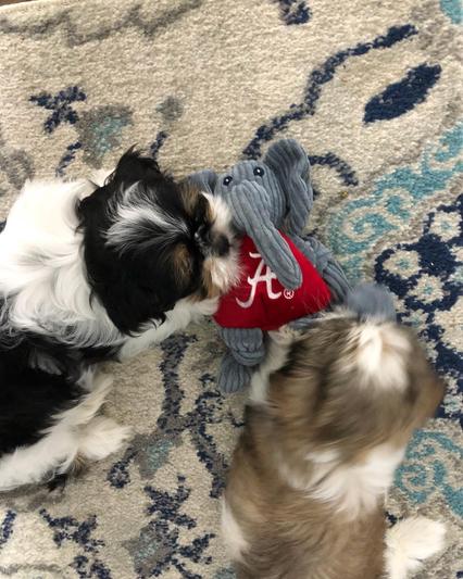 Bella and Bama playing with Big Al