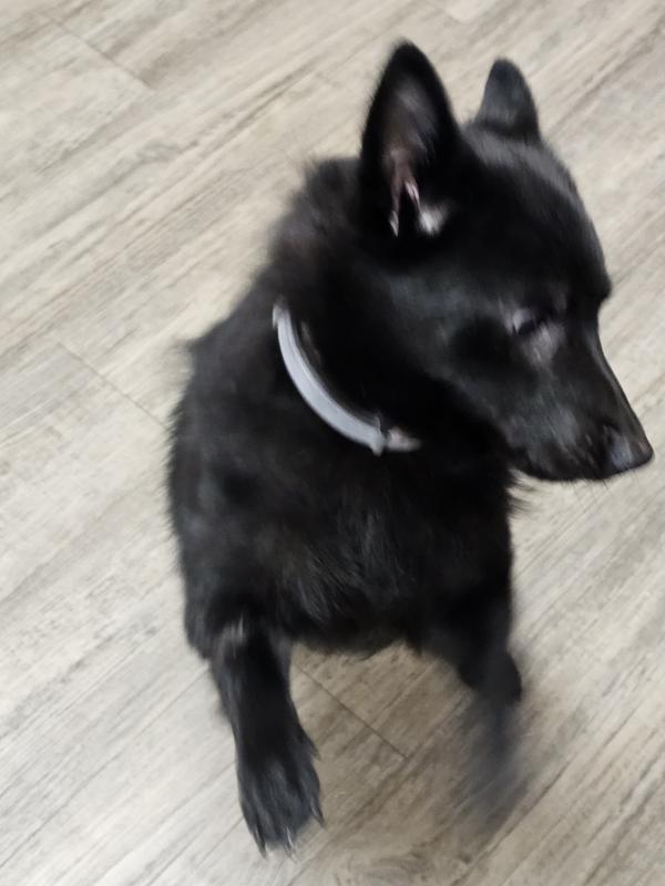 Tes turns his nose up away at the typical Milk Bone with mint.