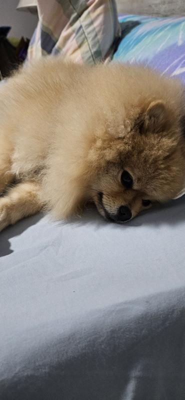 Product, collar, collar, playing calm, relaxing from a nap. Was sleeping waking up.