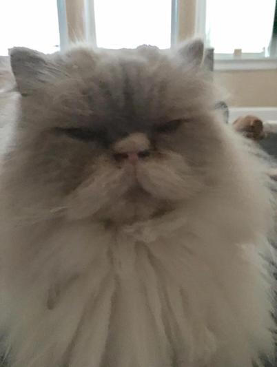 Mr Tibbles