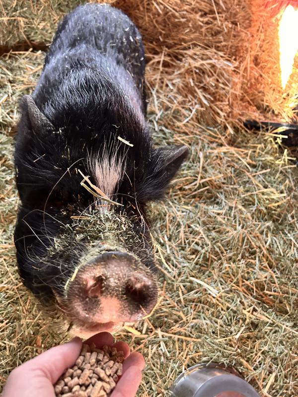 Hand feeding Silly Pig Natures Match Pellets