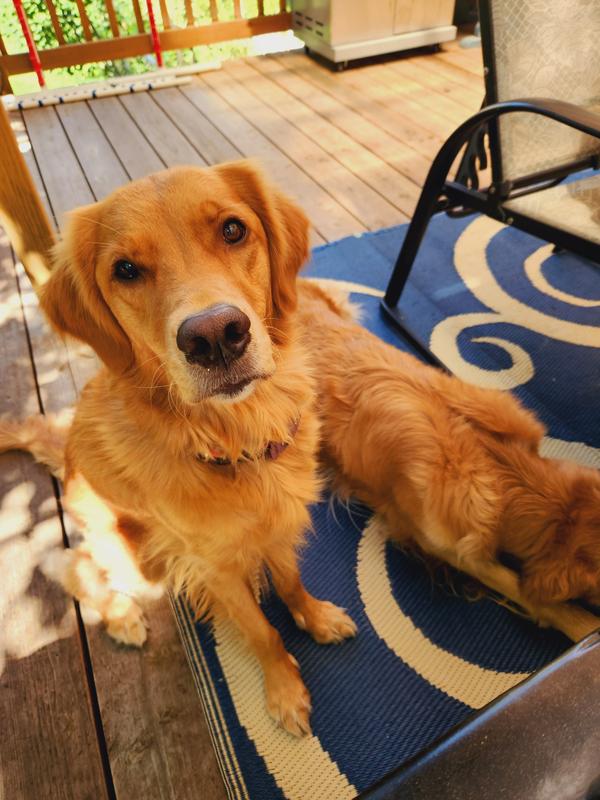 Waiting for her treat!