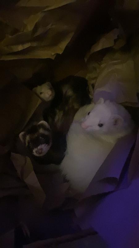 sleeping in the box w paper