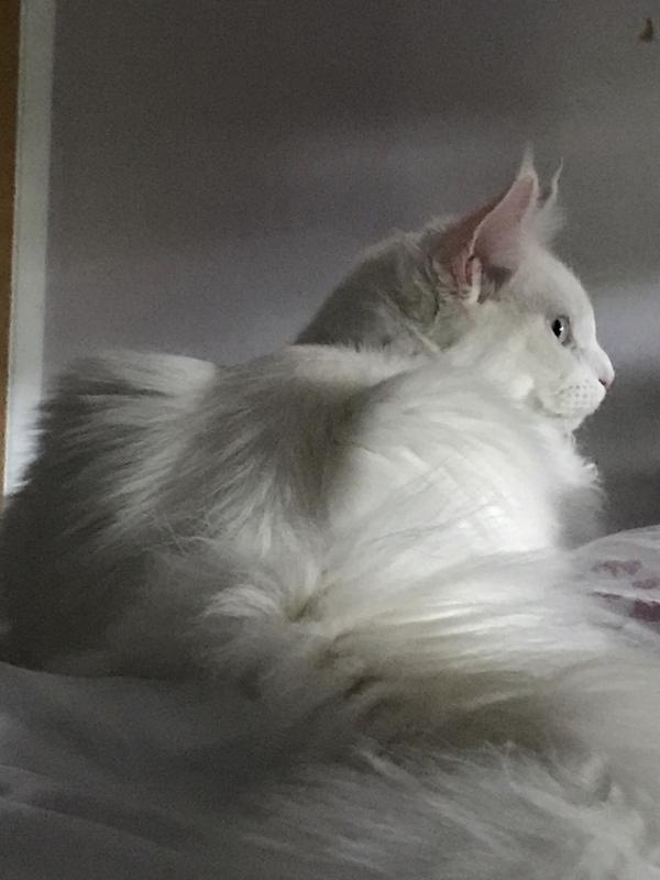 JRCoons Sitka the Willawaw