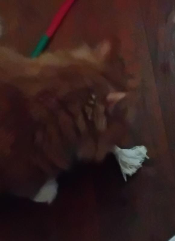 Love my chewy💖❤️