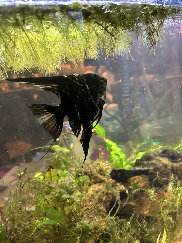 5 hours after set up. I forgot I had a fish.