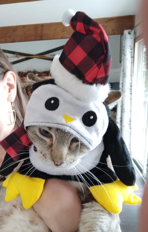 Cat in penguin costume best sale