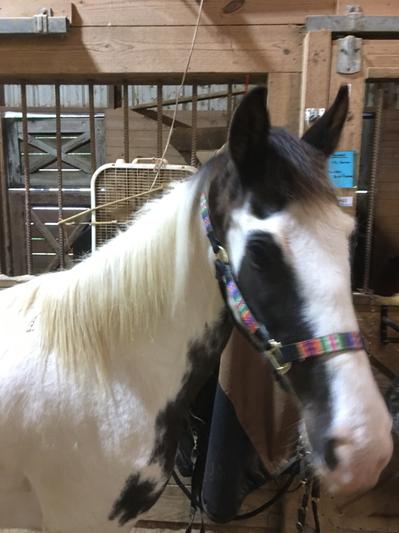 Scooter (Tennessee Walker)