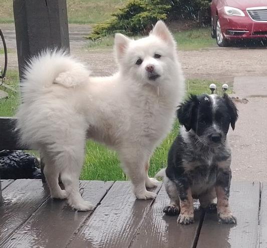 American Toy Eskimo & Dalmatian/Blue Heeler
