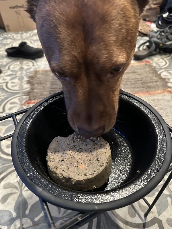 He immediately begins eating and doesn’t leave a morsel behind