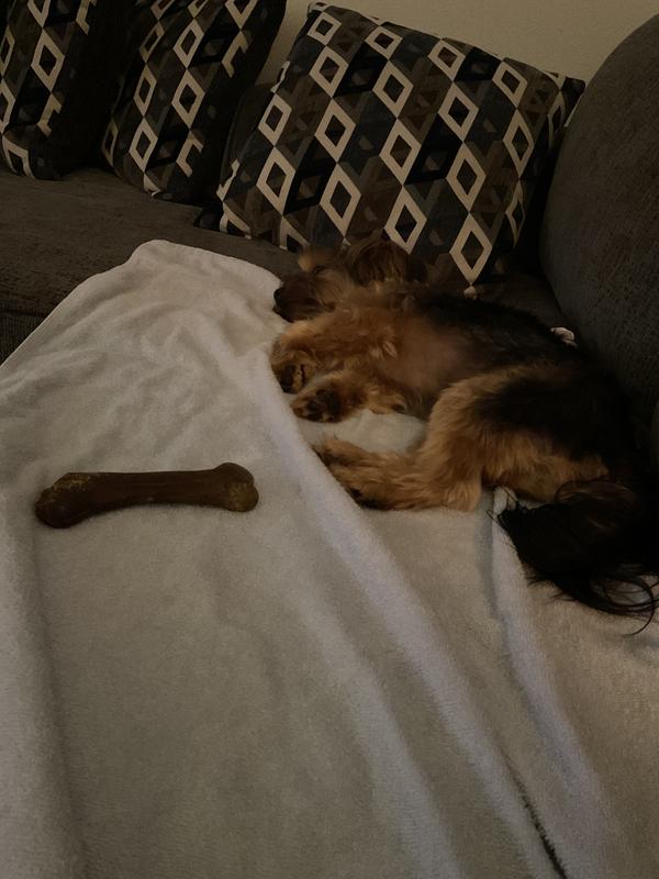 Teddy just had a bath and brought his Wholesome Pride bone along for a nap!