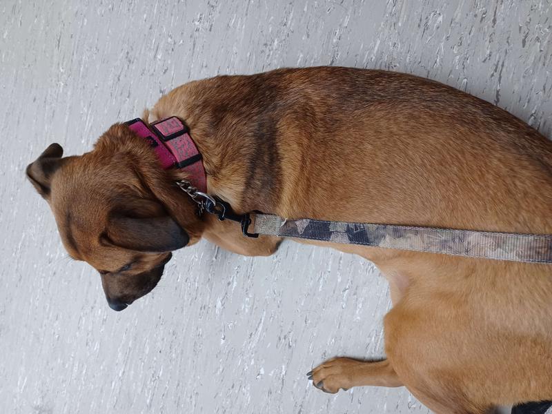 MAX AND NEO DOG GEAR Nylon Reflective Martingale Dog Collar with Chain Red Medium 14 to 17 in neck 1 in wide Chewy