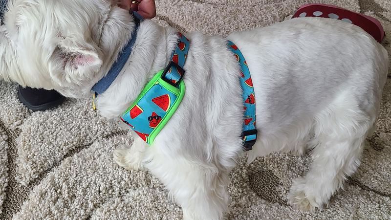 Harness on a 25 lb westie