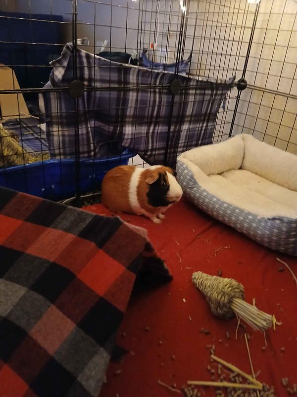 Piggie with his toy.