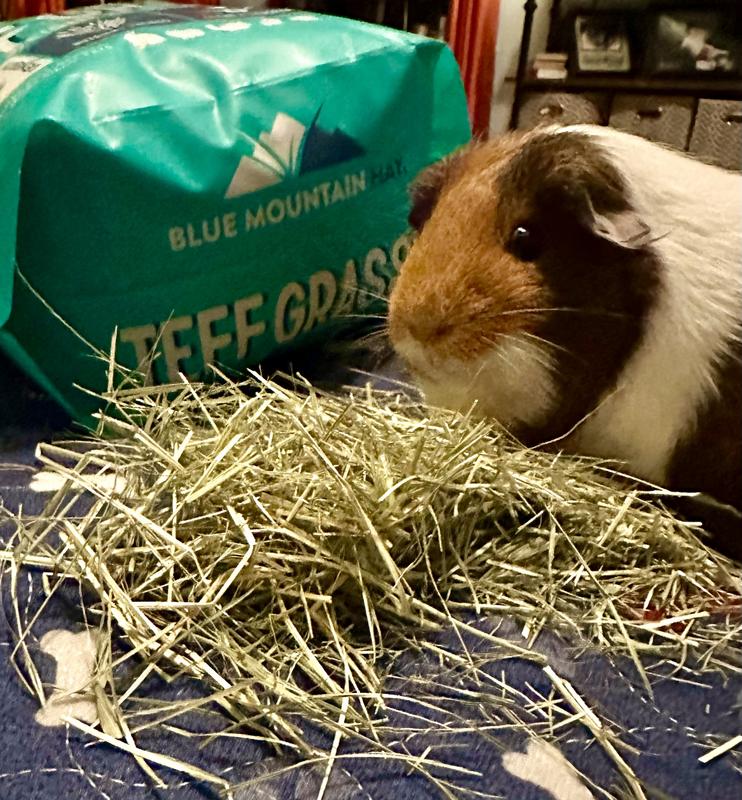 Buttercup checking it out