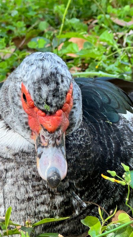 This is little Emily (my disabled girl) that I rescued