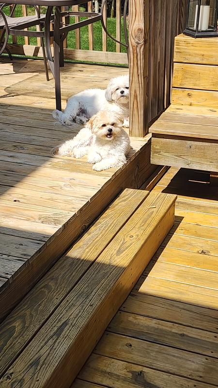 They're not chewing here just sunning themselves ❤️❤️