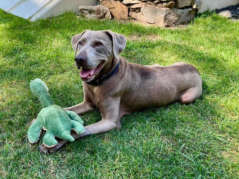 Oatmeal Pie survivor of the south