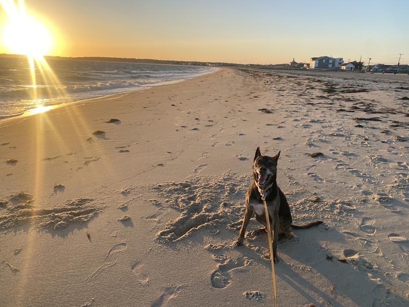 running around like a puppy at the beach!