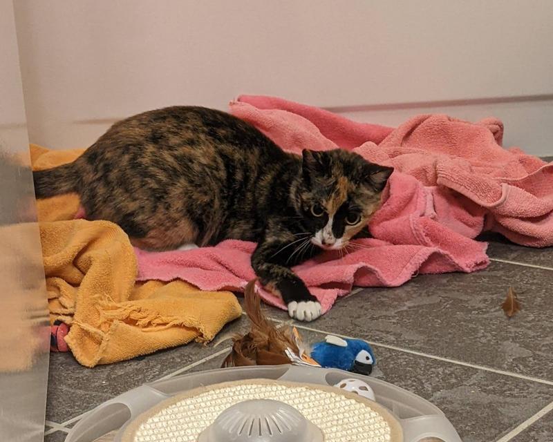 One of the first few days she had it in quarantine. Notice the feather off to the right. It lost at least two in the first week.