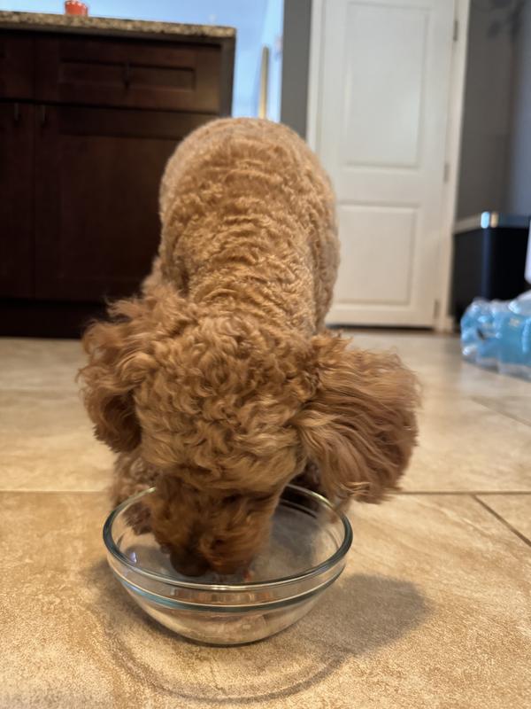 Started off giving her a small amount to see if she would like it and she immediately ate it.