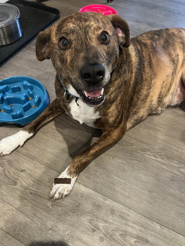 65 lb dog paw for size