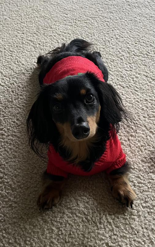 Oscar love’s Chewy!