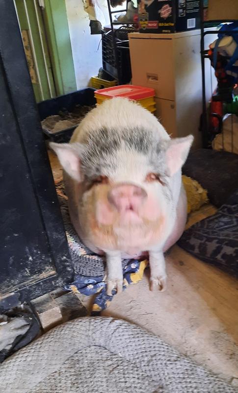 All smiles with his new litter box, leash, and toy.